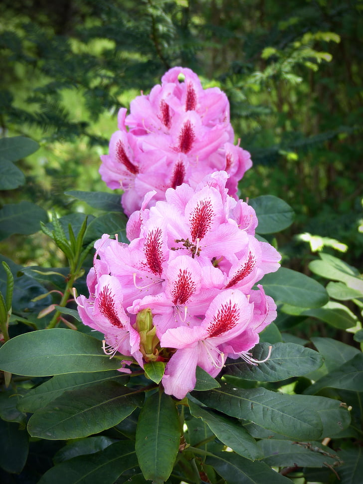 flower, blossom, bloom, pink, spring, summer, plant