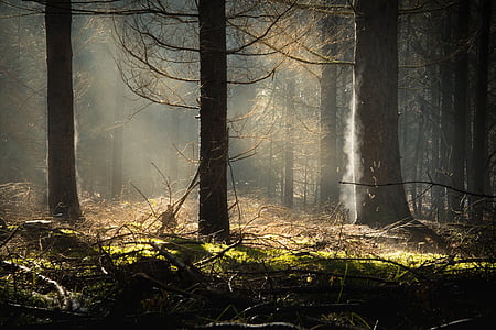skov, solen, Moss, træ, tåge, landskab, damp