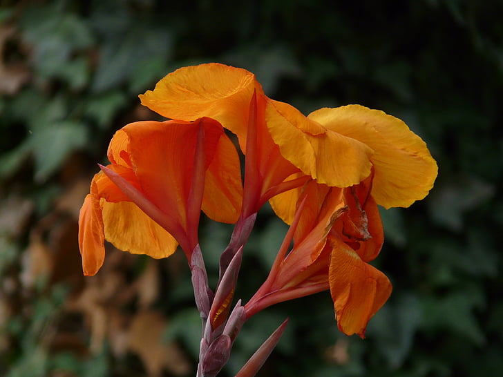Floral tube, Canna, Floral tube drivhus, cannaceae, blomst, Blossom, Bloom