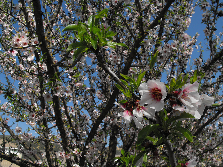 blossoms, flowers, tree, spring, nature, blossoming, outdoor