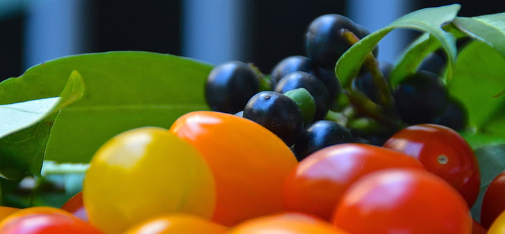 Cherry laurel, jagody, pomidory, pozostawia, zielony, roślina, Natura