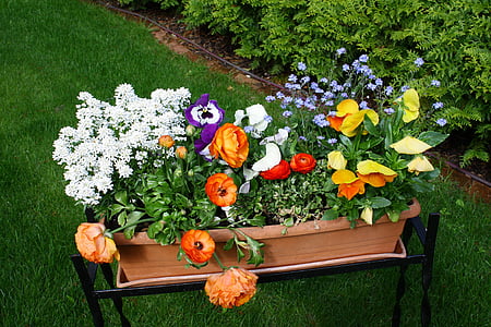 blomster, hage, fargerike, natur, fargerike blomster, humør, Sommer
