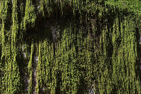 Moss, väva, grön, sten, påväxt, naturen, Stäng