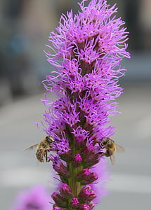 fioletowy, kwiaty, owad, pszczoły, pyłek