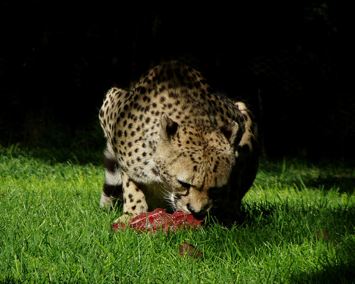 Cheetah, Afrika, Predator, natuur, snelheid