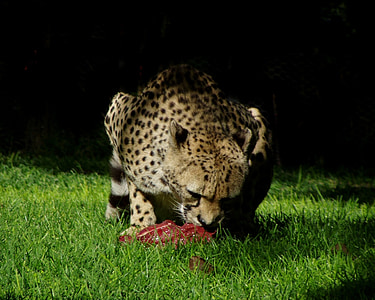 Cheetah, Afrika, Predator, naturen, hastighet