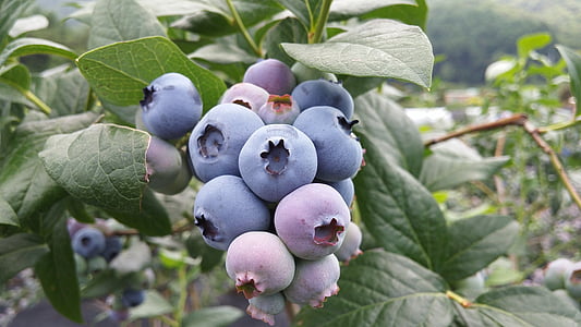 blueberry, blueberry fruit, purple fruit, fruit, food, nature, ripe