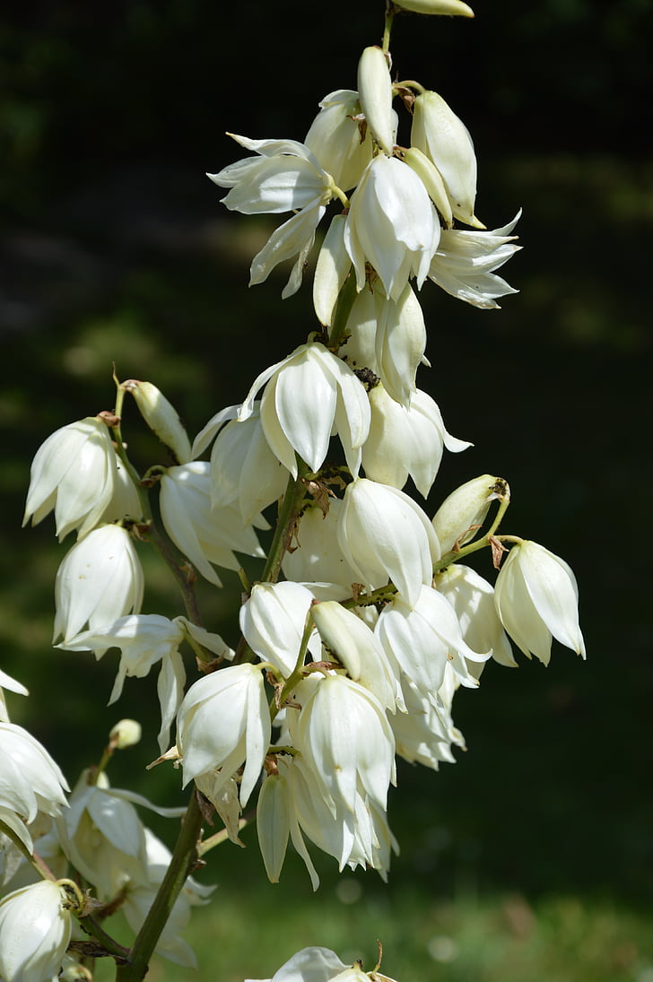 Royal lily, weiß, Bloom, Natur, Blume, Anlage, Blatt
