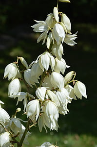 Royal lily, valkoinen, Bloom, Luonto, kukka, kasvi, lehti
