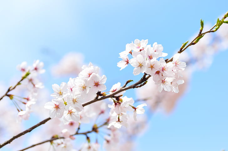 Jepang, pemandangan, musim semi, tanaman, Cherry, bunga, alam