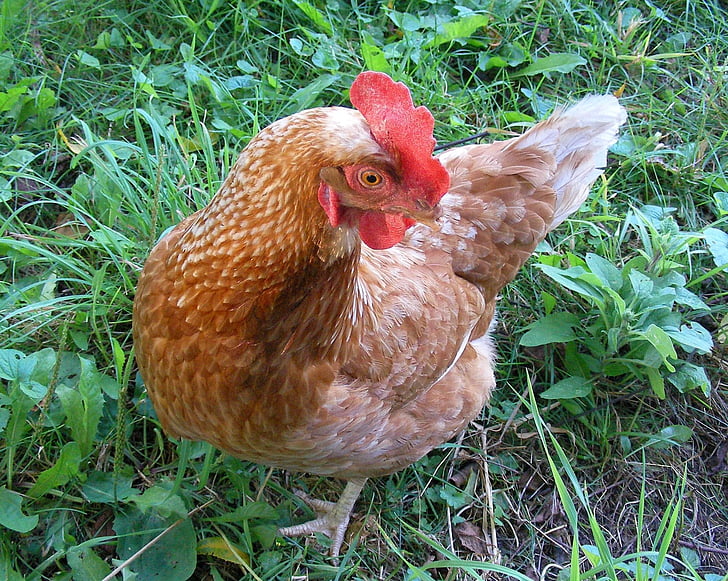 chicken, hen, bird, poultry, farm, nature, rural