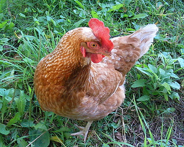 pollo, Addio al nubilato, uccello, pollame, azienda agricola, natura, rurale
