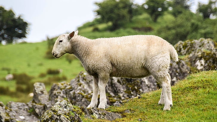 Ecosse, l’Angleterre, Highlands et les îles, moutons, agneau, Rock, Meadow