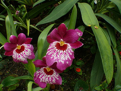 orchidea, skleníkových, kvet, kvet, kvet, rastlín