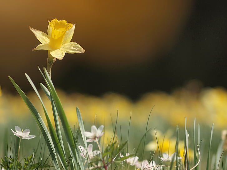 narcissus, spring, yellow, narcissus pseudonarcissus, wild daffodil, daffodils meadow, close