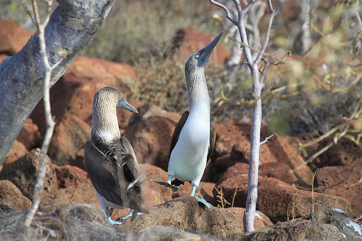 Quần đảo Galápagos, Chim điên, màu xanh, bàn chân, khiêu vũ, giao phối, con chim