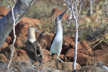 Galapagos eilanden, booby, blauw, voeten, dans, paring, vogel