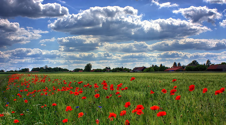 field of poppies, brandenburg, nature
