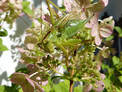 rešetka, zelena, insektov, kobilica, blizu, viridissima