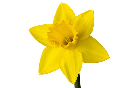 Narcis, цветок, желтый, белый фон, Блум, Марко, изолированные