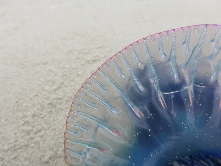 jellyfish, beach, sea, nettle, transparent, sand, sand beach