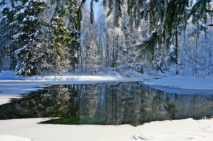 mùa đông, Gatchina, Frost, Thiên nhiên, đi dạo, lạnh, tuyết