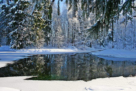 冬天, 庭园, 弗罗斯特, 自然, 漫步, 感冒, 雪