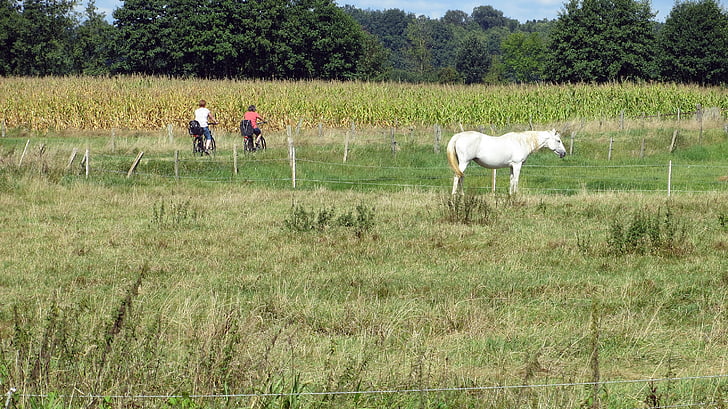 пейзаж, велоалеи, велосипедисти, идиличното, Байк, кон, обиколка с колела