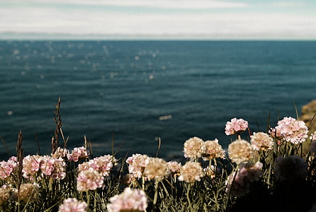 flowers, green, grass, near, sea, ocean, blue