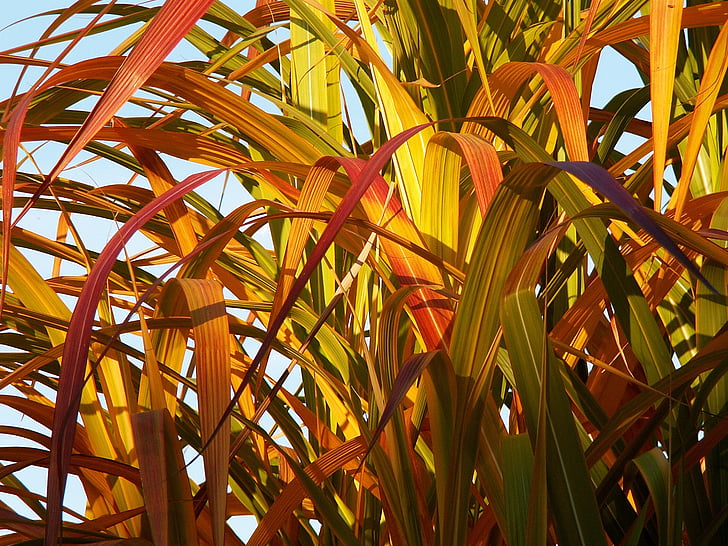 bamboo, yellow bamboo, foliage, colors, autumn, miscanthus chinese, nature