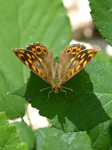 vlinder, margenera, vlinder saltacercas, Lasiommata megera