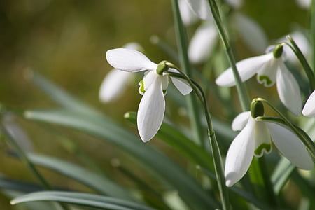 λευκόιο, λουλούδι, μακροεντολή, άνοιξη, Σολ