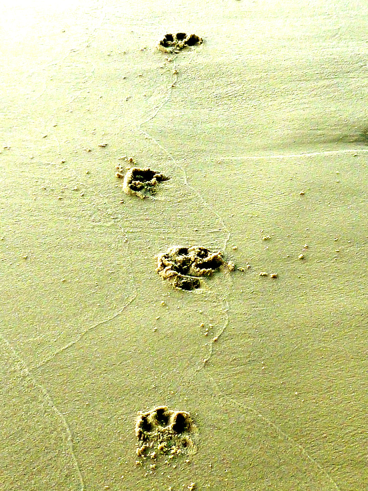 animal tracks, dog track, paw prints, sand, dog paw, tracks in the sand, sand beach