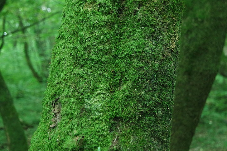 drevo, Moss, Forest