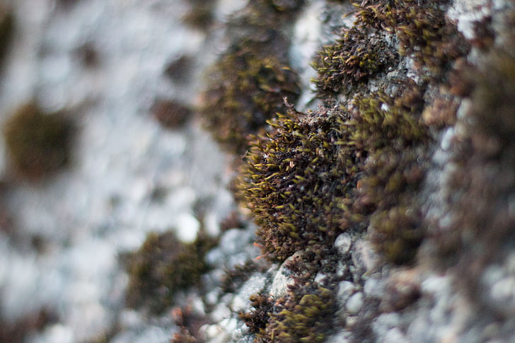 Moss, væg, grå, makro, natur, close-up, Lichen