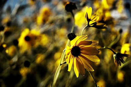 Дейзи, жълти цветя, жълто, Блосъм, цветя, Пролетно цвете, растителна