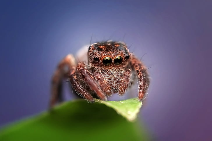 стрибки павук д, людина-павук, Комаха, макрос, тварини, око, колір