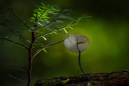 closeup, photo, mushroom, bloom, green, plant, nature