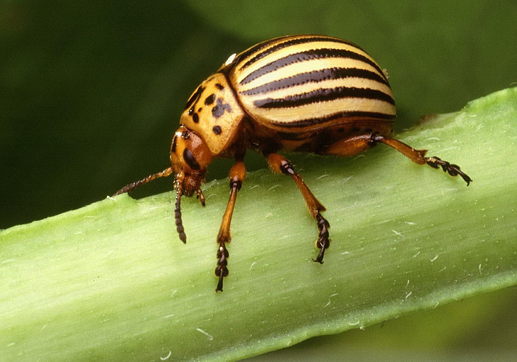 serangga, sejumlah, Leptinotarsadecemlineata, kumbang, kentang, Colorado, bug