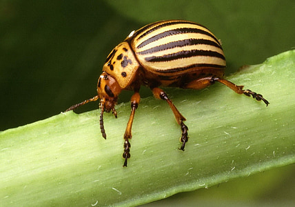 insectos, decemlineata, Leptinotarsa, Escarabajo de la, Papa, Colorado, errores