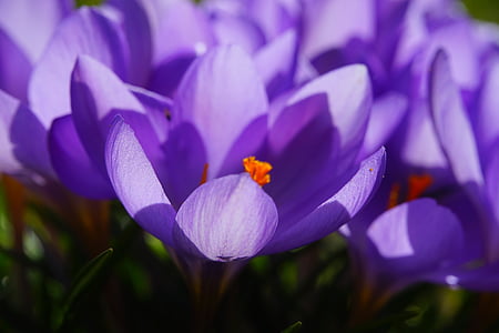 Crocus, flor, primavera, bühen, púrpura, flor, floración