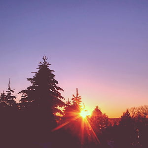 pine, tree, sunset, purple, sky, dusk, silhouette