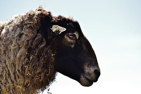 овцы, шерсть, животное, Луг, Природа, зимнее пальто, хороший aiderbichl