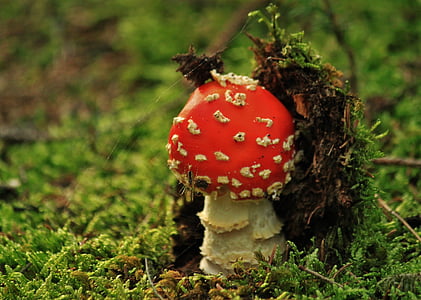 fly agaric, mushroom, mushrooms, nature, forest, autumn, gift