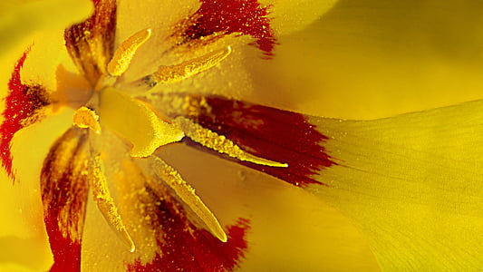 Tulpe, Blume, Frühling, Makro, Zwiebel-Blume, Fotos, gelb