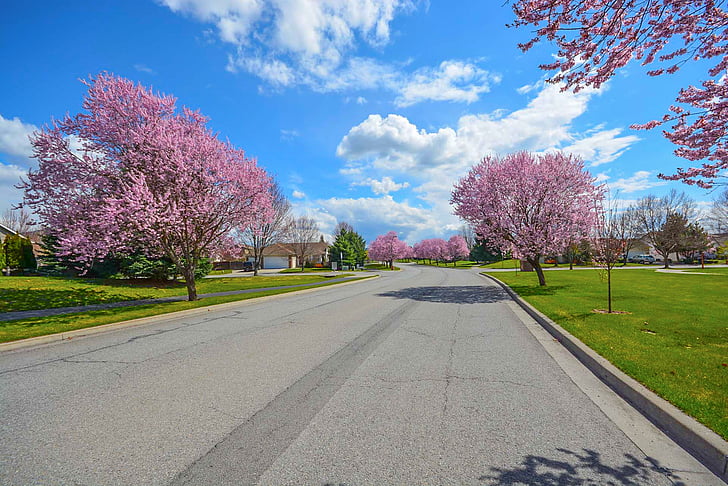 trees, spring, residential, street, suburban, exterior grass, road