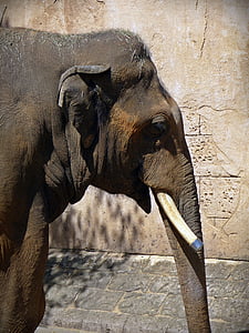 Słoń, głowę słonia, Trąba, pamięci, Donald Tusk