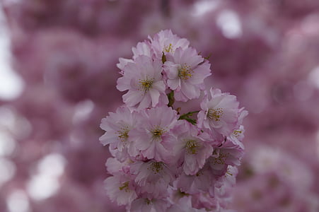cseresznyevirág, Blossom, Bloom, tavaszi, zár, rózsaszín, pályázat