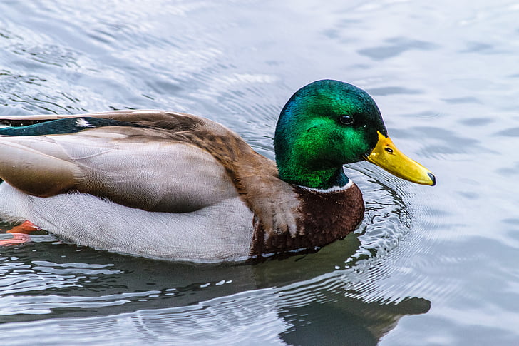 duck, water, nature, lake, blue, colorful, river