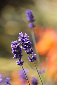 lavender, flower, england, summer, herb, purple, aromatherapy